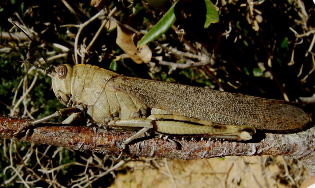 Bella neanide di Anacridium aegyptium